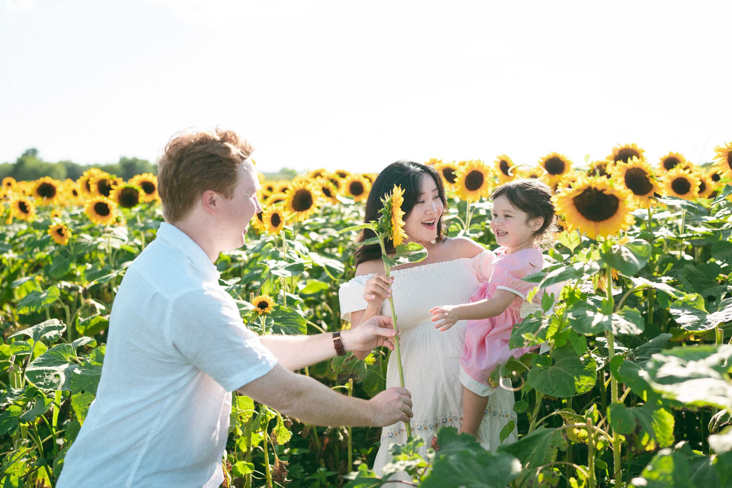 Parents laughing with their young daughter while playing together in a bright sunflower field.