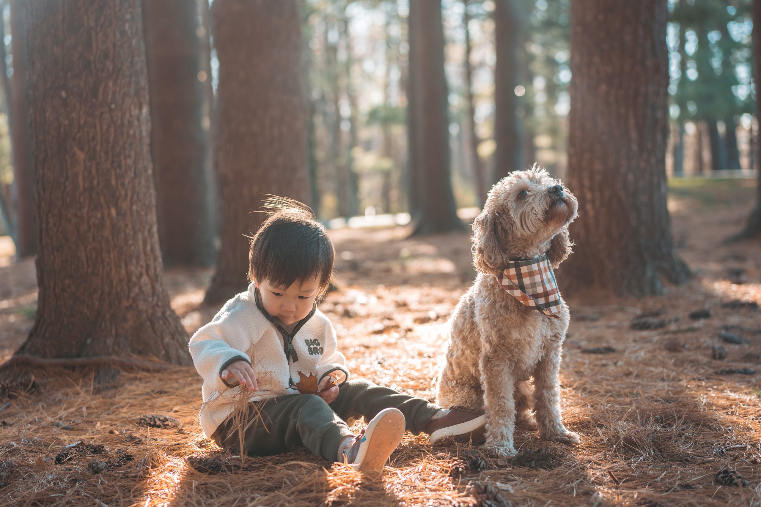 Toddler sitting beside the family dog on a bed of pine needles in the warm afternoon light.