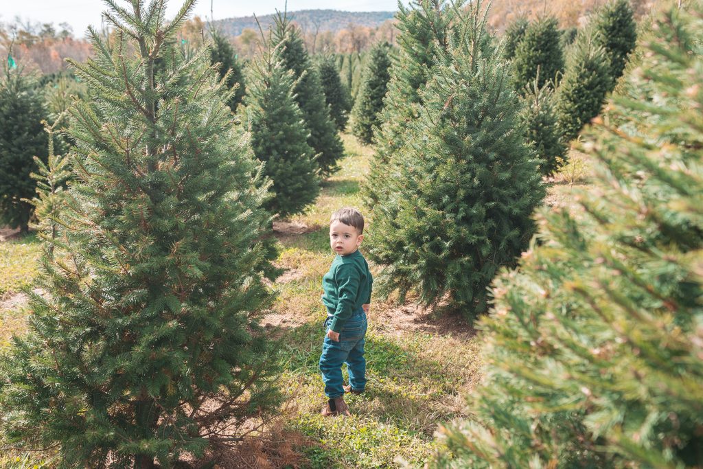 Young boy in a green sweater exploring between rows of evergreen trees at a Christmas tree farm.